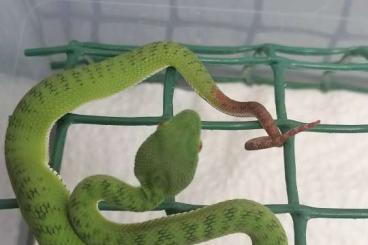 Giftschlangen kaufen und verkaufen Foto: Acanthophis, Trimeresurus, Atheris