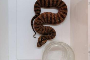 Giftschlangen kaufen und verkaufen Foto: Acanthophis antarcticus, Atheris squamigera