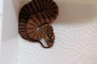 Venomous snakes kaufen und verkaufen Photo: Acanthophis antarcticus, Sydney