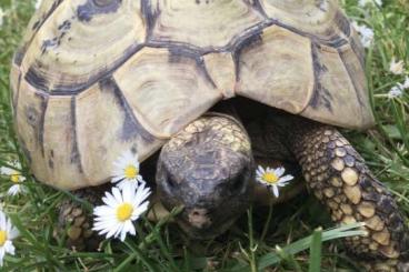 Landschildkröten kaufen und verkaufen Foto: 2 griechische Landschildkröten 