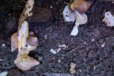 Mollusca kaufen und verkaufen Photo: Lissachatina fulica Albino und Radetzi Mollusca kaufen und verkaufen Photo: Lissachatina fulica Albino und Radetzi