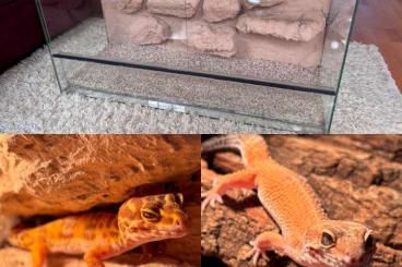 Geckos kaufen und verkaufen Foto: 2 Leopardgecko-Weibchen + Terrarium mit Rückwand & Div. Zubehör 