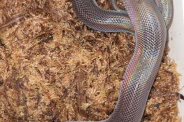 Pythons kaufen und verkaufen Foto: Loxocemus bicolor CBB2024