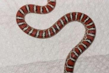 Colubrids kaufen und verkaufen Photo: Lampropeltis knoblochi CB2024