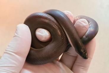 Pythons kaufen und verkaufen Foto: Loxocemus bicolor CBB2024