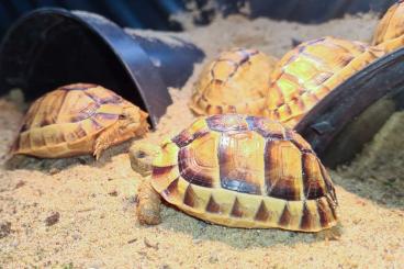 Landschildkröten kaufen und verkaufen Foto: Testudo kleinmanni CB2024