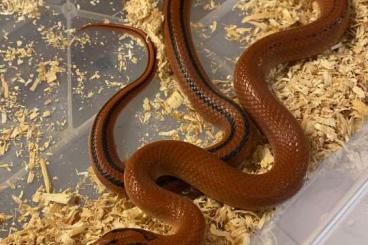 Schlangen kaufen und verkaufen Foto: Oreocryptophis porphyracea coxi adult male 