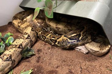 Boas kaufen und verkaufen Foto: Hog Island Boa Paar abzugeben (geb 2020)