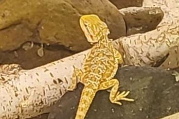 Lizards kaufen und verkaufen Photo: Junge Bartagame zu verkaufen Lizards kaufen und verkaufen Photo: Junge Bartagame zu verkaufen