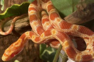 Snakes kaufen und verkaufen Photo: 1 Jahr alte Kornnatter zu verkaufen 