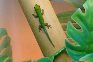 Geckos kaufen und verkaufen Foto: Phelsuma Pasteuri - diverse NZ 2025 Geckos kaufen und verkaufen Foto: Phelsuma Pasteuri - diverse NZ 2025