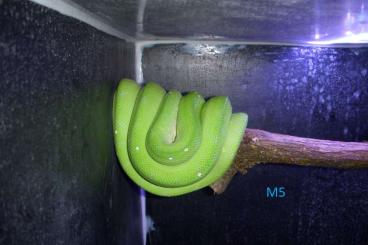 Pythons kaufen und verkaufen Foto: 2.2 Morelia viridis aru cb 23 Pythons kaufen und verkaufen Foto: 2.2 Morelia viridis aru cb 23