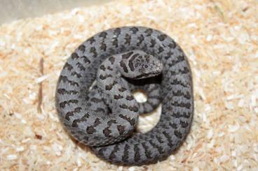 Schlangen kaufen und verkaufen Foto: 1,0 Crotalus pricei CB24 MX