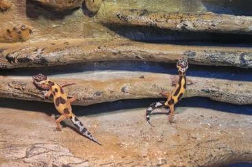 Geckos kaufen und verkaufen Photo: Leopardgecko mit Terrarium und Technik Geckos kaufen und verkaufen Photo: Leopardgecko mit Terrarium und Technik