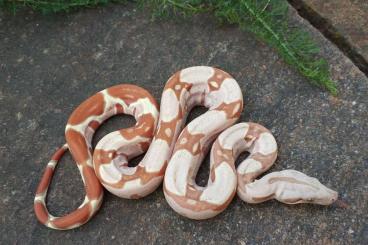 Boas kaufen und verkaufen Photo: Boa imperator - Keltic VPI T+ Albino