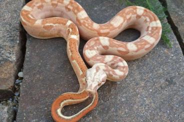 Boas kaufen und verkaufen Photo: Boa imperator - Aztec VPI Sunglow, Keltic VPI Sunglow, Jungle het VPI