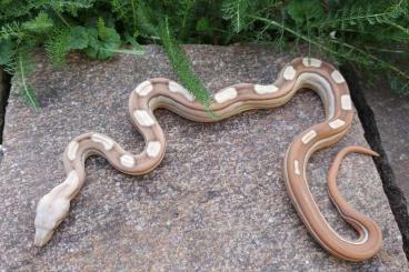 Boas kaufen und verkaufen Photo: Boa imperator - RLT VPI Moltey, RLT VPI Albino, RLT Motley het VPI