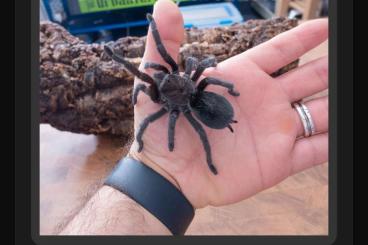 Spinnen und Skorpione kaufen und verkaufen Foto: Pulchra Search Juvenile Or Adult Spinnen und Skorpione kaufen und verkaufen Foto: Pulchra Search Juvenile Or Adult