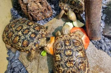 Landschildkröten kaufen und verkaufen Foto: malacochersus tornieri  male