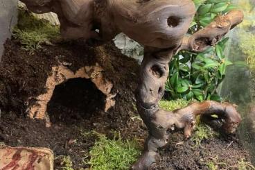 Spiders and Scorpions kaufen und verkaufen Photo: SUCHE: verschiedene Vogelspinnen Spiders and Scorpions kaufen und verkaufen Photo: SUCHE: verschiedene Vogelspinnen