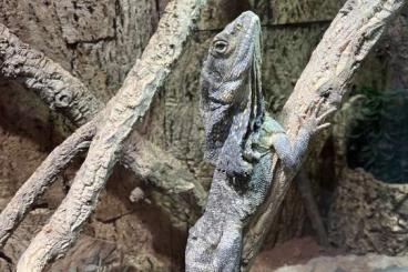 Lizards kaufen und verkaufen Photo: Kragenechsen chlamydosaurus kingii Lizards kaufen und verkaufen Photo: Kragenechsen chlamydosaurus kingii