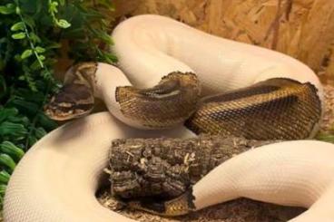 Pythons kaufen und verkaufen Foto: Piebald python in liebevolle hände Pythons kaufen und verkaufen Foto: Piebald python in liebevolle hände