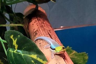 Geckos kaufen und verkaufen Foto: Phelsuma klemmeri abzugeben Geckos kaufen und verkaufen Foto: Phelsuma klemmeri abzugeben