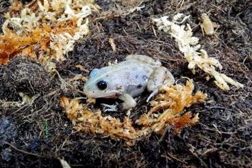 Frösche kaufen und verkaufen Foto: Grenouille leucistique Pelophylax albinos et tetards Frösche kaufen und verkaufen Foto: Grenouille leucistique Pelophylax albinos et tetards