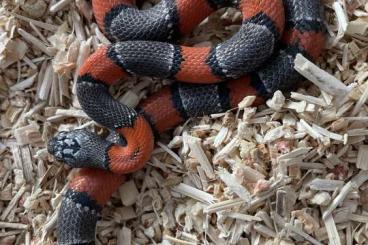 Schlangen kaufen und verkaufen Foto: 1.0 Lampropeltis Alterna blairi