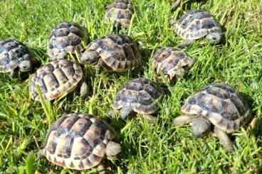 Landschildkröten kaufen und verkaufen Photo: Maurische Landschildkröten Landschildkröten kaufen und verkaufen Photo: Maurische Landschildkröten