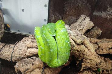 Pythons kaufen und verkaufen Photo: Morelia Viridis (poss. 1.0) NZ17 inkl. Terrarium & Technik Pythons kaufen und verkaufen Photo: Morelia Viridis (poss. 1.0) NZ17 inkl. Terrarium & Technik