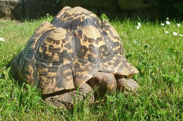 Tortoises kaufen und verkaufen Photo: Weibliche Pantherschildkröte zu verkaufen Tortoises kaufen und verkaufen Photo: Weibliche Pantherschildkröte zu verkaufen