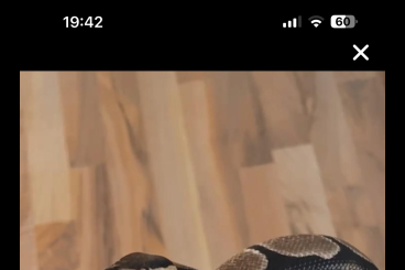Königspythons kaufen und verkaufen Photo: Königspython weiblich mit Terrarium+Zubehör Königspythons kaufen und verkaufen Photo: Königspython weiblich mit Terrarium+Zubehör