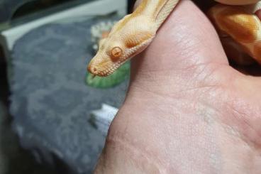 Schlangen kaufen und verkaufen Foto: 1.0 Red Sunglow Sharp Boa Schlangen kaufen und verkaufen Foto: 1.0 Red Sunglow Sharp Boa