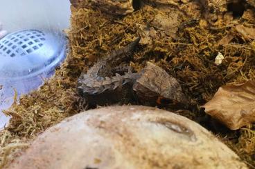 Lizards kaufen und verkaufen Photo: Tribolonotus gracilis 1.1 für Houten Lizards kaufen und verkaufen Photo: Tribolonotus gracilis 1.1 für Houten