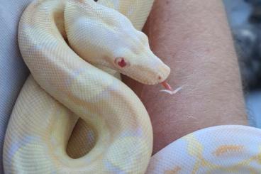 Snakes kaufen und verkaufen Photo: Boa constrictor imperator Albino Motley Sharp 1.0 Snakes kaufen und verkaufen Photo: Boa constrictor imperator Albino Motley Sharp 1.0