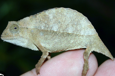 Echsen kaufen und verkaufen Foto: Wanted Rieppeleon Brev or calumma Boettgeri (or small Calumma) Echsen kaufen und verkaufen Foto: Wanted Rieppeleon Brev or calumma Boettgeri (or small Calumma)