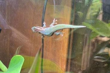 Geckos kaufen und verkaufen Foto: Phelsuma ornata Schmucktaggecko Geckos kaufen und verkaufen Foto: Phelsuma ornata Schmucktaggecko
