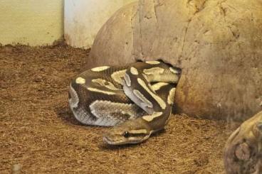 Snakes kaufen und verkaufen Photo: Königspython mit Terrarium und sämtlichem Zubehör Snakes kaufen und verkaufen Photo: Königspython mit Terrarium und sämtlichem Zubehör