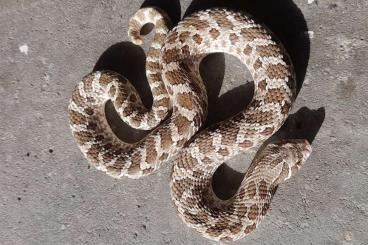 Schlangen kaufen und verkaufen Foto: Heterodon nasicus 1.0 hognose