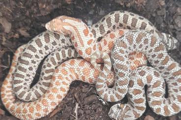 Schlangen kaufen und verkaufen Foto: Heterodon nasicus/Hognose/Hakennasennatter 