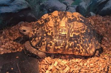Turtles and Tortoises kaufen und verkaufen Photo: Panterschildkröte ca 12 Jahre Turtles and Tortoises kaufen und verkaufen Photo: Panterschildkröte ca 12 Jahre