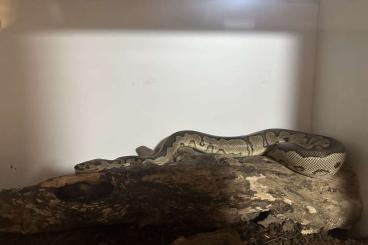 Ball Pythons kaufen und verkaufen Photo: Königspython Otto (Clown Calico Pose Five) Ball Pythons kaufen und verkaufen Photo: Königspython Otto (Clown Calico Pose Five)