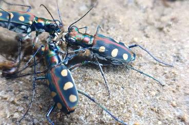 Insekten kaufen und verkaufen Foto: Cicindela aurulenta 'Phuket' - CB Larva to adult 