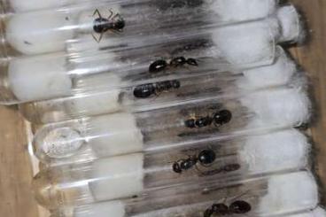 Insects kaufen und verkaufen Photo: Fresh Queens from Indonesia - C. largiceps