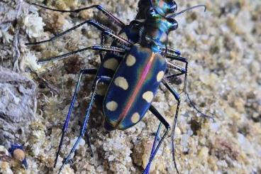 Insekten kaufen und verkaufen Foto: Last call for Hamm - New species