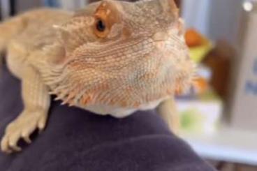 Bearded dragons kaufen und verkaufen Photo: Suche Streifenkopf Bartagame Nähe 35753 Bearded dragons kaufen und verkaufen Photo: Suche Streifenkopf Bartagame Nähe 35753