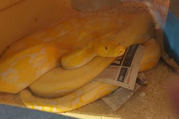Pythons kaufen und verkaufen Photo: Female retic - 16-18ft orange glow lavender, Tiger platinum Pythons kaufen und verkaufen Photo: Female retic - 16-18ft orange glow lavender, Tiger platinum