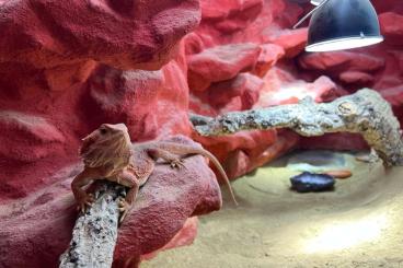 Bartagamen kaufen und verkaufen Foto: Bartagame - Pogona Vitticeps (weiblich) Farbbartagame Bartagamen kaufen und verkaufen Foto: Bartagame - Pogona Vitticeps (weiblich) Farbbartagame