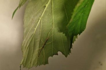 Insects kaufen und verkaufen Photo: Junge Stabschrecken zu verkaufen Insects kaufen und verkaufen Photo: Junge Stabschrecken zu verkaufen